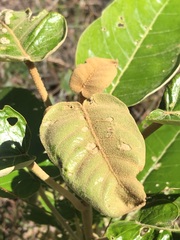 Astrotricha latifolia