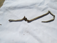 Pseudalsophis elegans