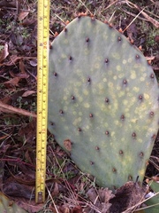 Opuntia sanguinocula