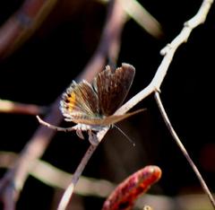 Freyeria trochylus