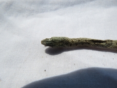 Pseudalsophis elegans