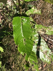 Astrotricha latifolia
