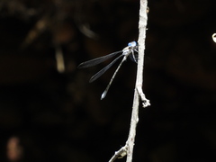 Archilestes californicus