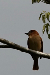 Pachyramphus cinnamomeus