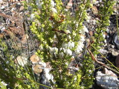 Erica glomiflora glomiflora