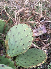 Opuntia sanguinocula