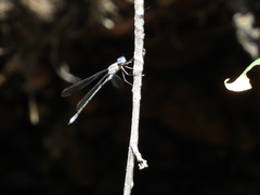 Archilestes californicus
