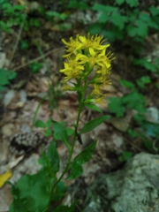 Solidago virgaurea taurica