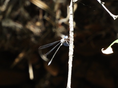 Archilestes californicus