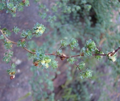Cliffortia obovata