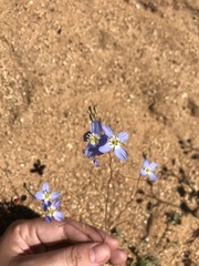 Heliophila lactea
