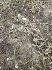 Stachys cretica
