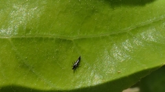 Haplothrips