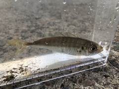 Trachurus japonicus