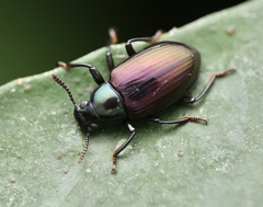 Gauromaia maruyamai