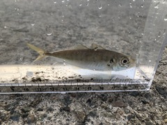 Trachurus japonicus