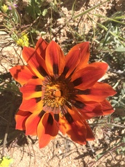 Gazania leiopoda