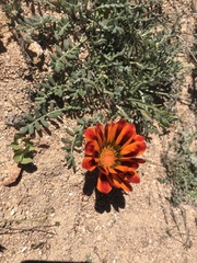 Gazania leiopoda