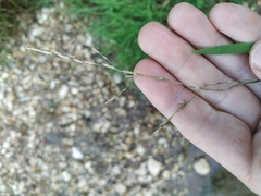 Glyceria notata
