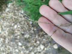 Glyceria notata