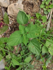 Vincetoxicum auriculatum