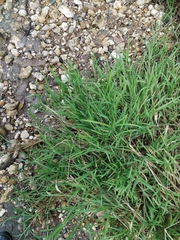 Glyceria notata