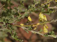 Crotalarieae