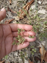Euphorbia falcata