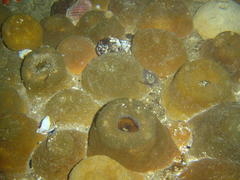 Bunodactis reynaudi