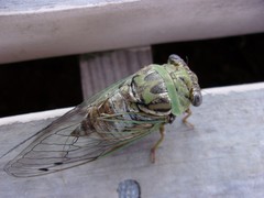 Megatibicen pronotalis