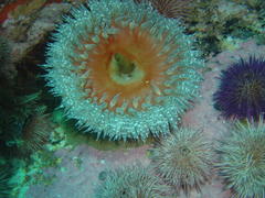 Bunodactis reynaudi