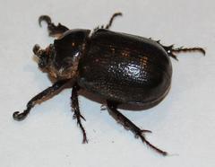 Cyphonistes vallatus