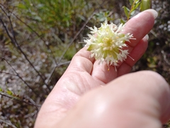 Pimelea lehmanniana