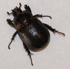 Cyphonistes vallatus