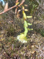 Pimelea lehmanniana