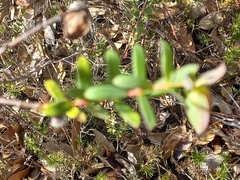 Pimelea lehmanniana