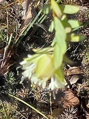 Pimelea lehmanniana