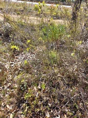 Pimelea lehmanniana