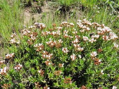 Crassula dependens