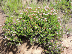 Crassula dependens