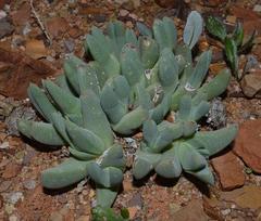Cheiridopsis schlechteri