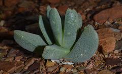Cheiridopsis schlechteri