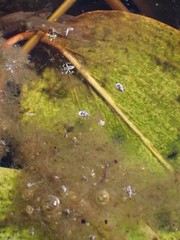 Microvelia pulchella