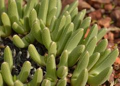 Cheiridopsis aspera