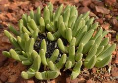 Cheiridopsis aspera