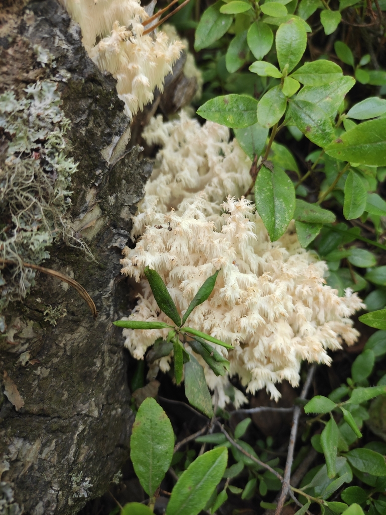 Hericium coralloides · August 2021 · photo: © wrrite (iNaturalist, cc-by)