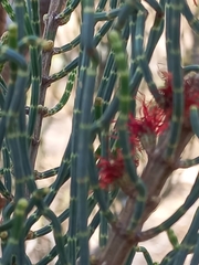Allocasuarina humilis
