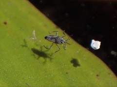 Microvelia pulchella