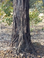 Eucalyptus occidentalis
