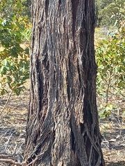 Eucalyptus occidentalis